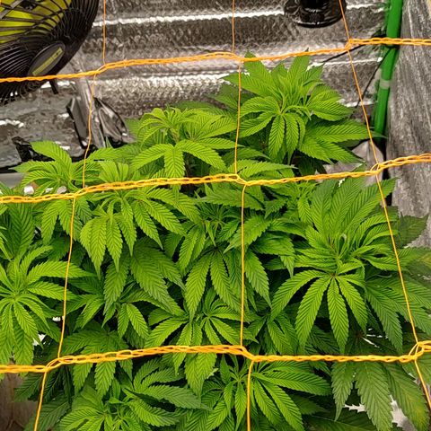 Nicol Punch #2 growlog timeline photo