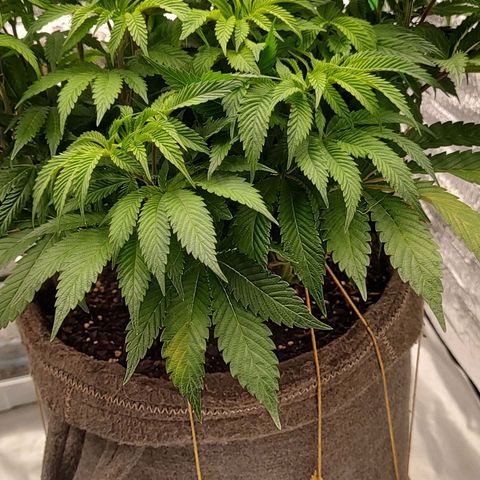 Nicol Punch #2 growlog timeline photo
