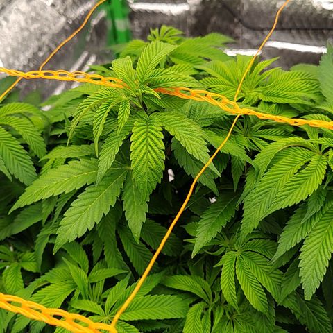 Nicol Punch #2 growlog timeline photo