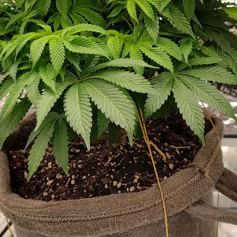 Nicol Punch #2 growlog timeline photo