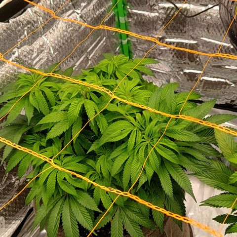 Nicol Punch #2 growlog timeline photo