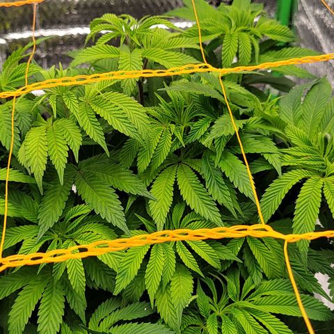 Nicol Punch #2 growlog timeline photo