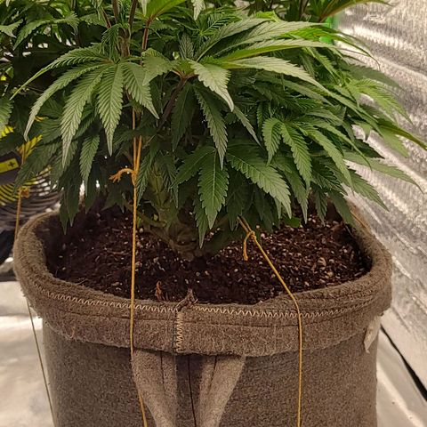 Nicol Punch #2 growlog timeline photo