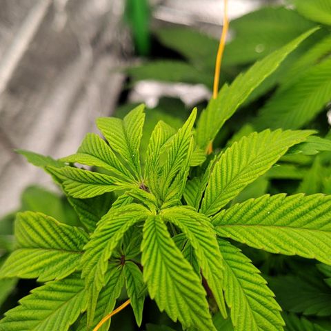 Nicol Punch #2 growlog timeline photo