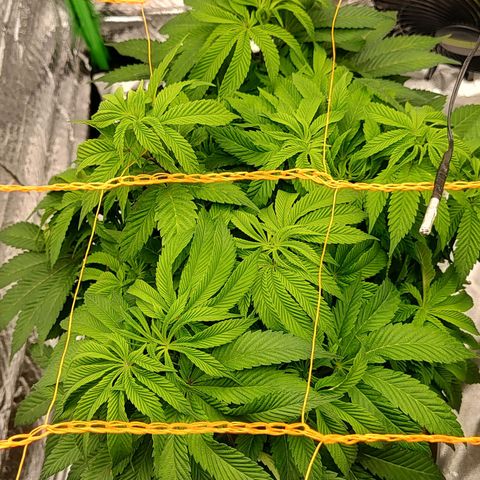 Nicol Punch #2 growlog timeline photo
