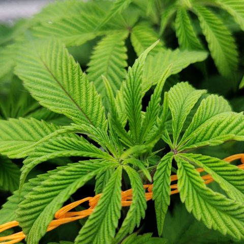 Nicol Punch #2 growlog timeline photo