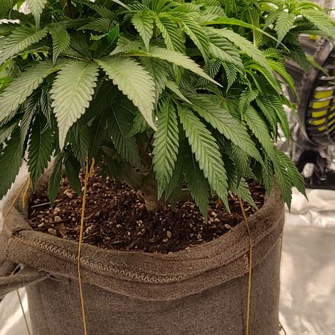 Nicol Punch #2 growlog timeline photo