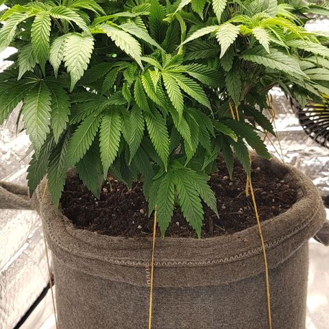 Nicol Punch #2 growlog photo: Cambio de alimentación a partir del próximo riego ...es por la falta de pigmentación en las hojas el requerimiento de las plantas y un balance entre el agua de poso y de lluvia para mejorar el calcio magnesio...El feeding para darle una carga importante de N ....