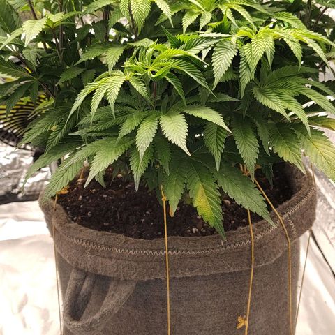 Nicol Punch #2 growlog photo: Cambio de alimentación a partir del próximo riego ...es por la falta de pigmentación en las hojas el requerimiento de las plantas y un balance entre el agua de poso y de lluvia para mejorar el calcio magnesio...El feeding para darle una carga importante de N ....