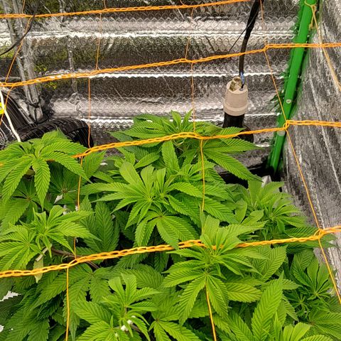 Nicol Punch #2 growlog timeline photo