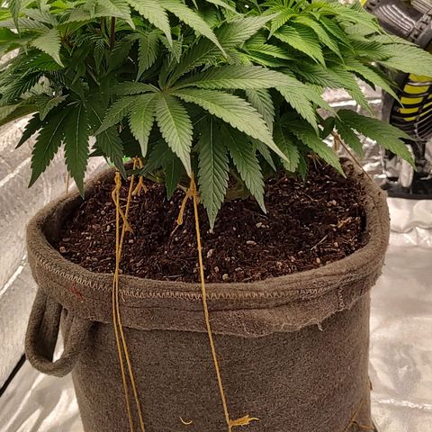 Nicol Punch #2 growlog timeline photo