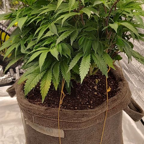 Nicol Punch #2 growlog timeline photo