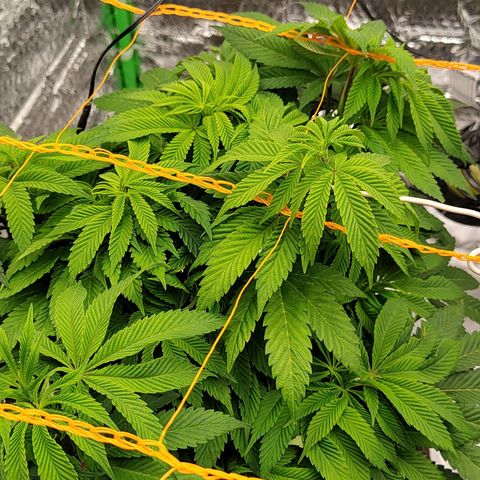 Nicol Punch #2 growlog timeline photo