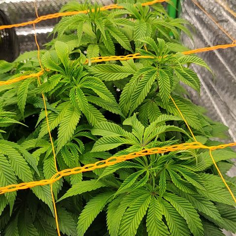 Nicol Punch #1 growlog timeline photo