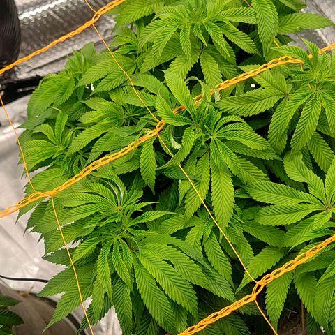 Nicol Punch #1 growlog timeline photo