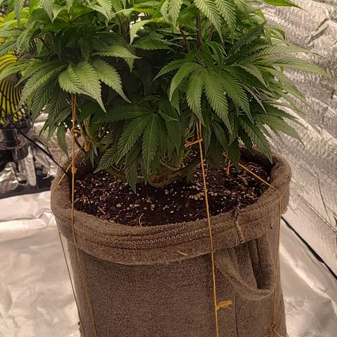 Nicol Punch #1 growlog timeline photo