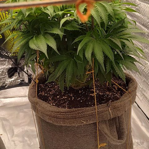Nicol Punch #1 growlog timeline photo
