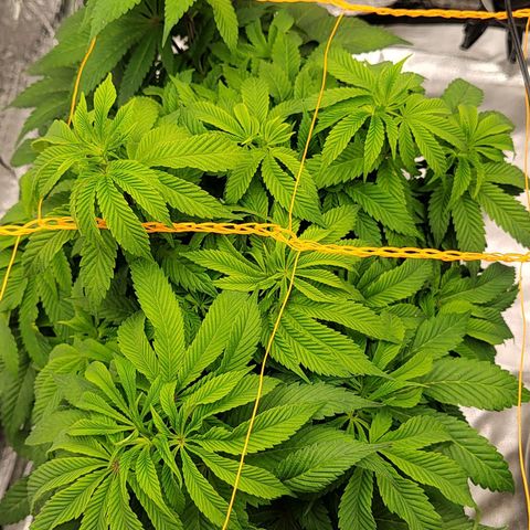 Nicol Punch #2 growlog timeline photo