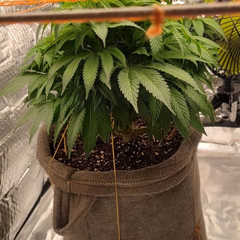 Nicol Punch #2 growlog timeline photo