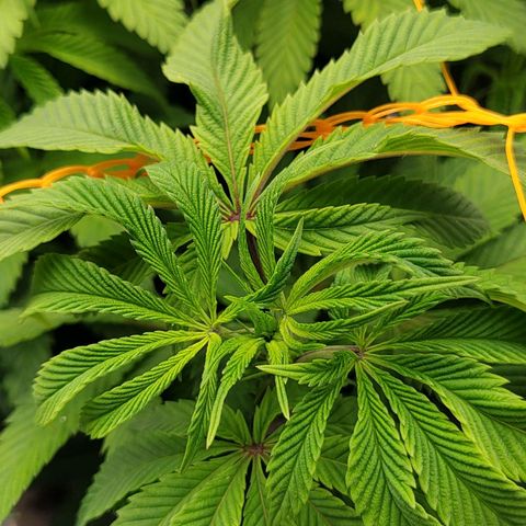 Nicol Punch #1 growlog timeline photo
