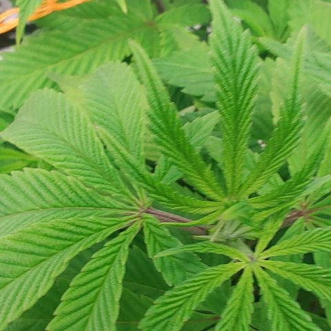 Nicol Punch #1 growlog timeline photo