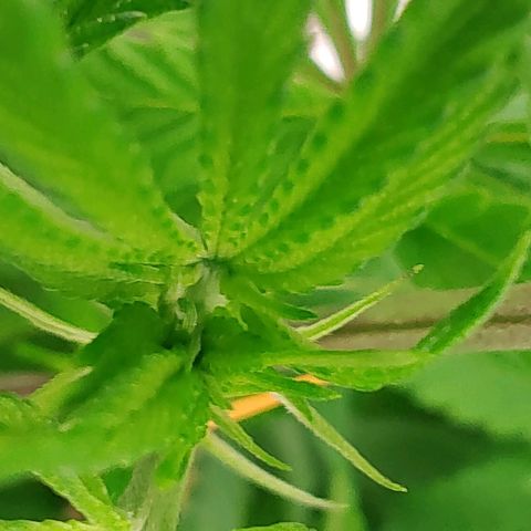 Nicol Punch #1 growlog timeline photo
