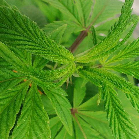 Nicol Punch #2 growlog timeline photo