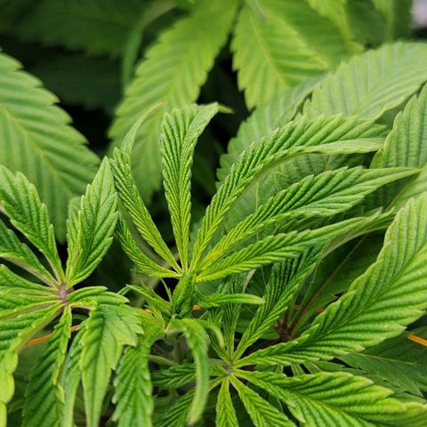 Nicol Punch #2 growlog timeline photo
