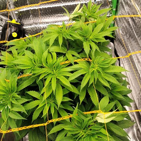Nicol Punch #1 growlog timeline photo
