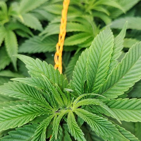 Nicol Punch #1 growlog timeline photo