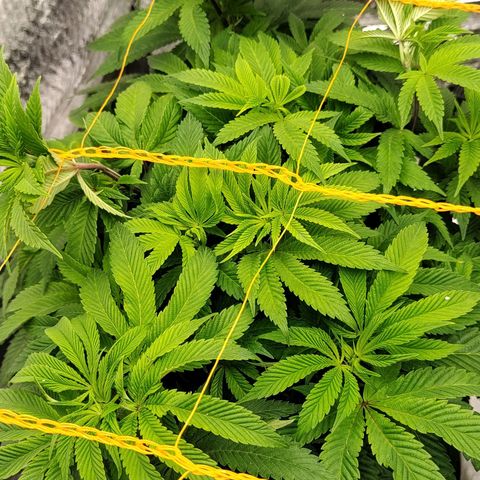 Nicol Punch #2 growlog timeline photo