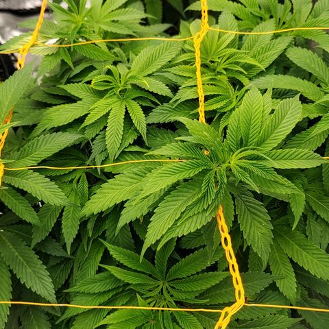 Nicol Punch #2 growlog timeline photo