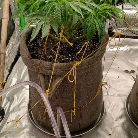 Nicol Punch #1 growlog timeline photo