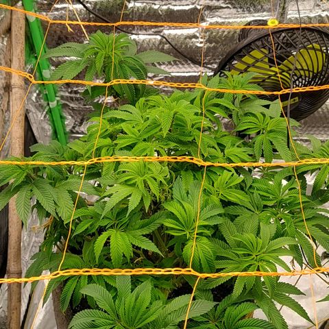 Nicol Punch #1 growlog timeline photo