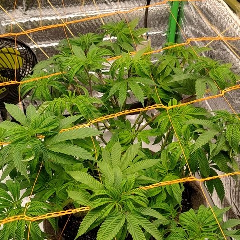 Nicol Punch #2 growlog timeline photo