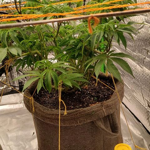 Nicol Punch #2 growlog timeline photo