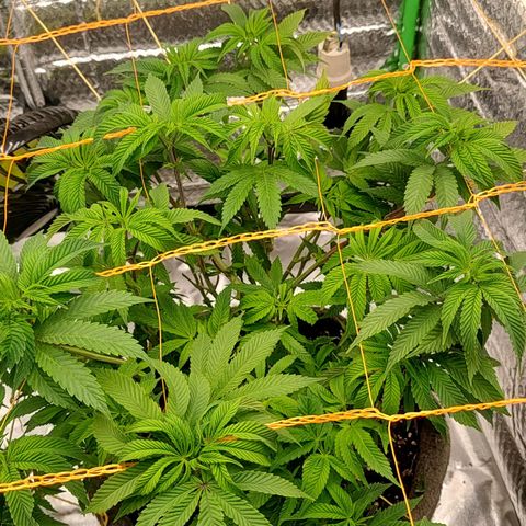 Nicol Punch #1 growlog timeline photo