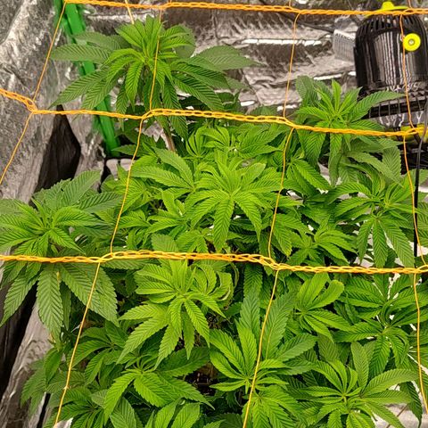 Nicol Punch #2 growlog timeline photo