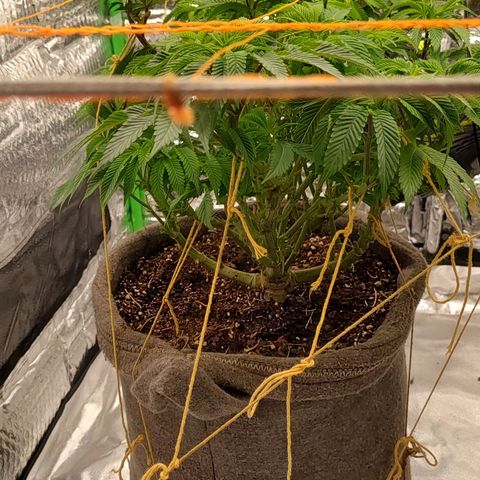 Nicol Punch #2 growlog timeline photo