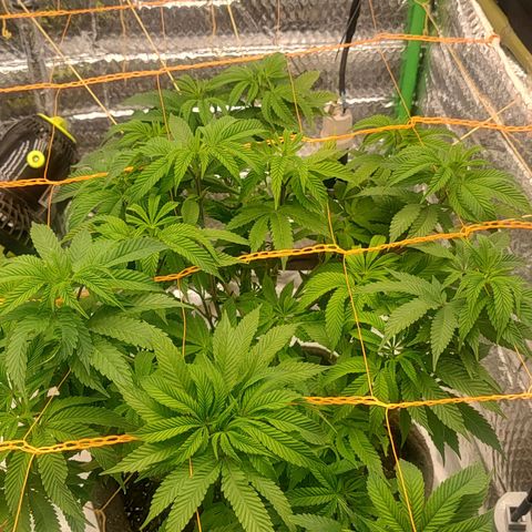 Nicol Punch #2 growlog timeline photo