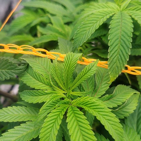 Nicol Punch #2 growlog timeline photo