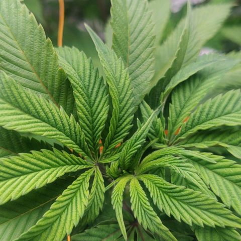 Nicol Punch #2 growlog timeline photo