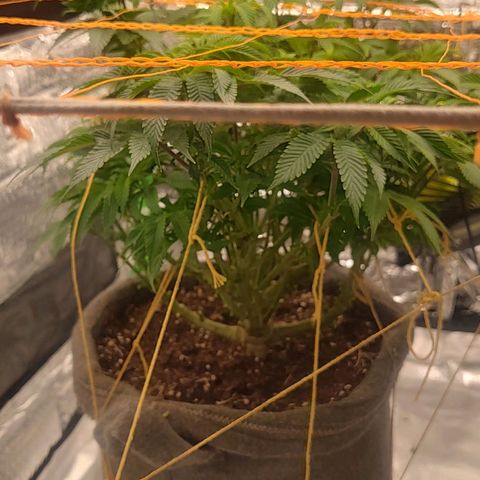 Nicol Punch #2 growlog timeline photo