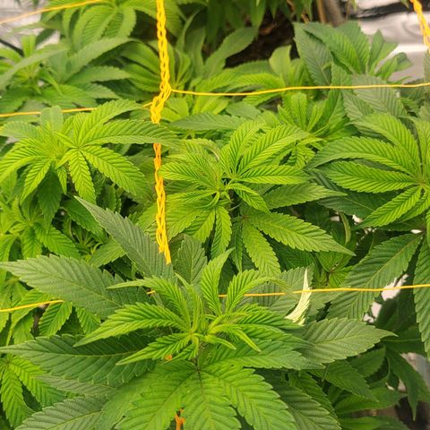 Nicol Punch #2 growlog timeline photo