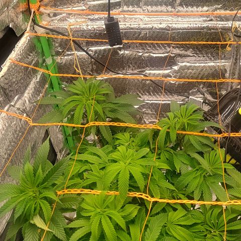 Nicol Punch #2 growlog timeline photo