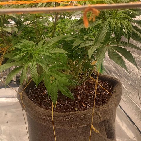 Nicol Punch #2 growlog timeline photo