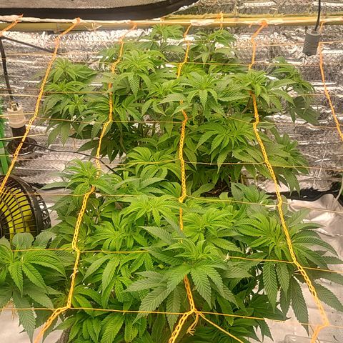 Nicol Punch #2 growlog timeline photo