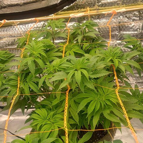Nicol Punch #2 growlog timeline photo