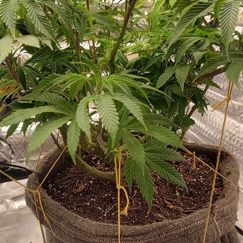 Nicol Punch #1 growlog timeline photo