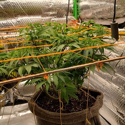Nicol Punch #1 growlog timeline photo